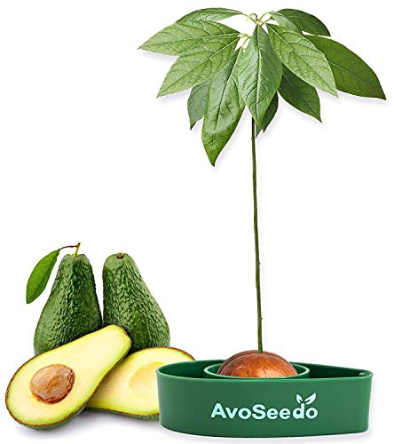 Avoseedo Avocado Tree Growing Kit – Practical Gardening Gifts For Women, Mom, Sister & Best Friend /grow Avocado Plant Indoor With Unusual Pit Grower Boat /kitchen Garden Seed Starter Gift