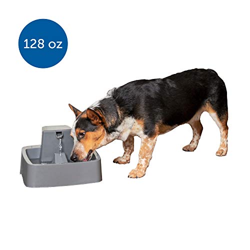 Petsafe Drinkwell 1 Gallon Dog & Cat Water Fountain, Best For Medium Sized Dog Breeds & Multiple Cat Households, Easy To Clean Design, Filter Included