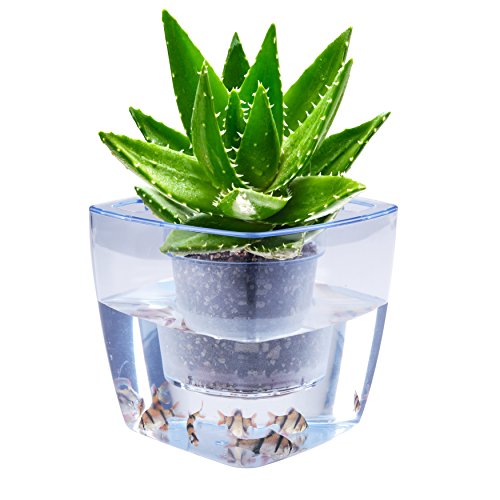 Water Herb Garden, Aibis Hydroponics Growing System, Organic Self Watering Planter Indoor Sprouts Gardening Starter Kit Aquaponics Small Fish Tank, Best Gift Set For Women And Kid, Seeds Not Included